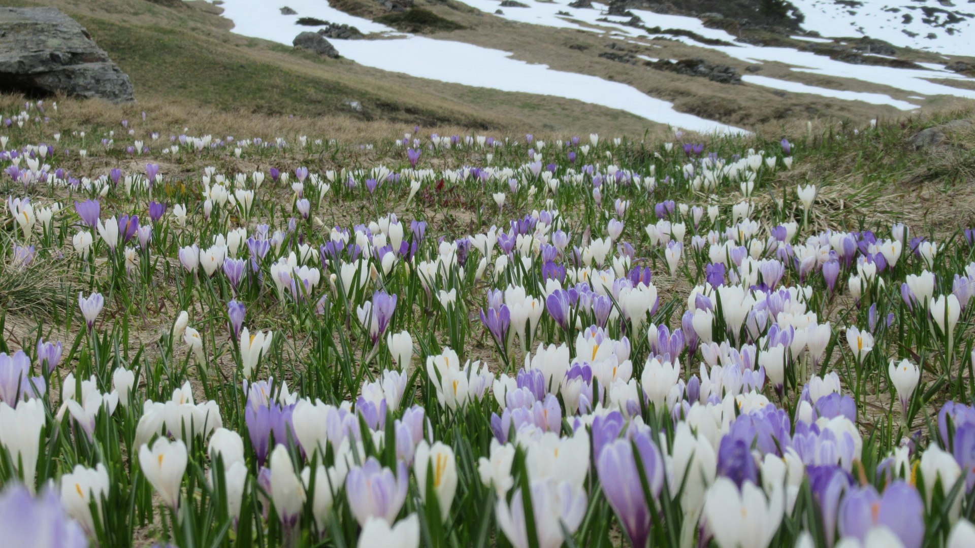 Frühling , © Thomas Stöger Frühling , © Thomas Stöger