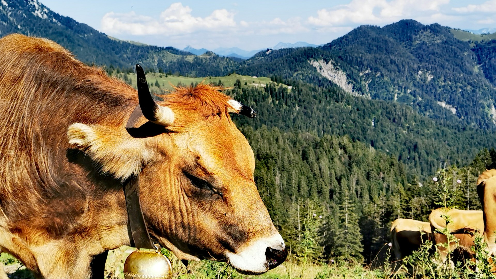 Kühe auf der Alm, © Tom Stöger Kühe auf der Alm, © Tom Stöger