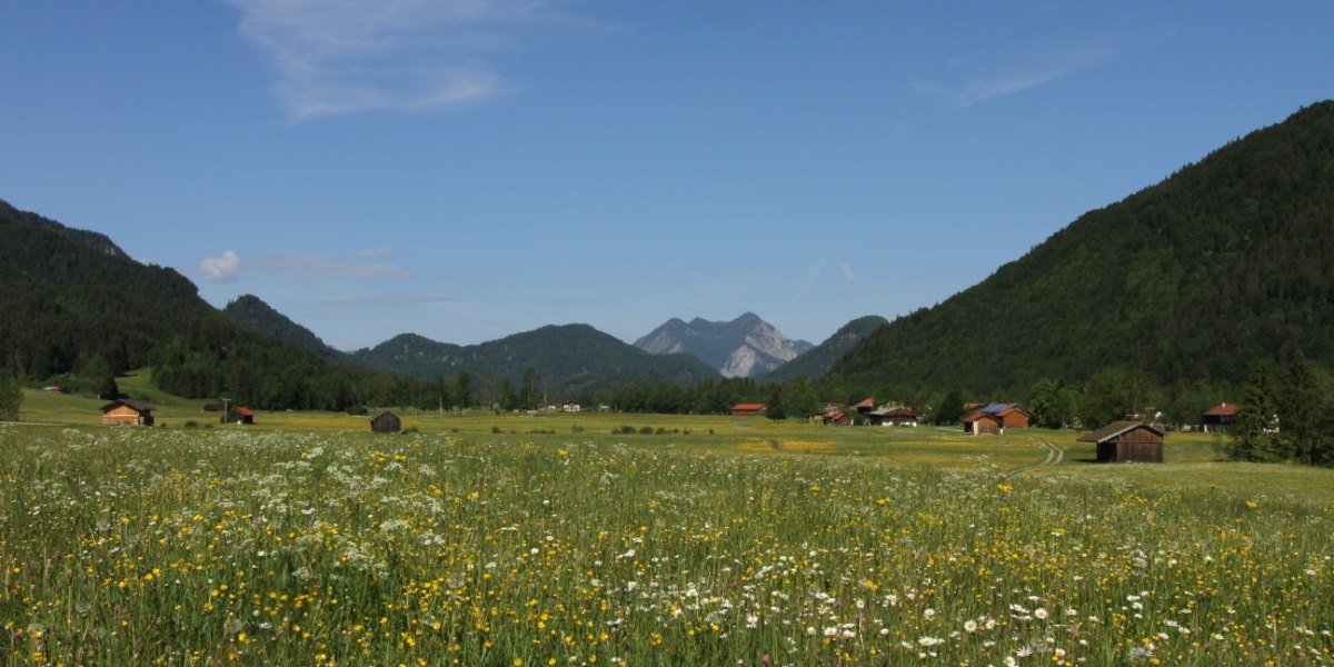 Bühende Wiesen in der Jachenau mit Blick auf den Herzogstand, © Ortererhof Jachenau Bühende Wiesen in der Jachenau mit Blick auf den Herzogstand, © Ortererhof Jachenau