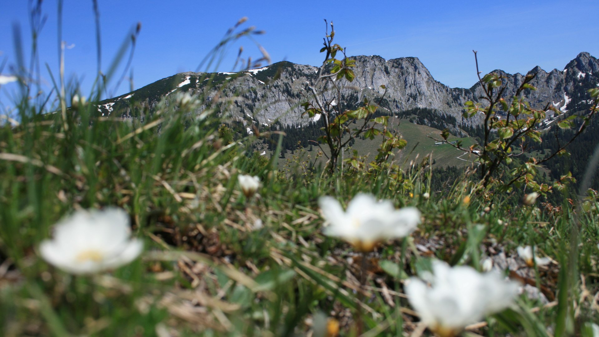 Blick Benediktenwand, &copy; Gemeinde Jachenau