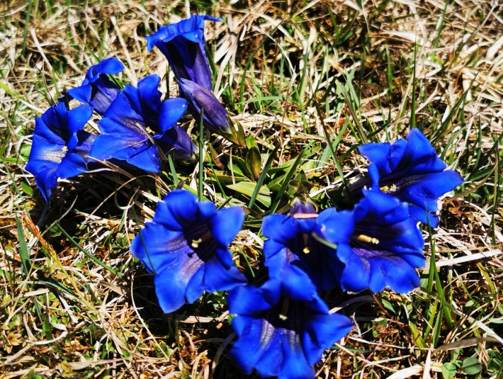 Enzian, &copy; Gemeinde Jachenau