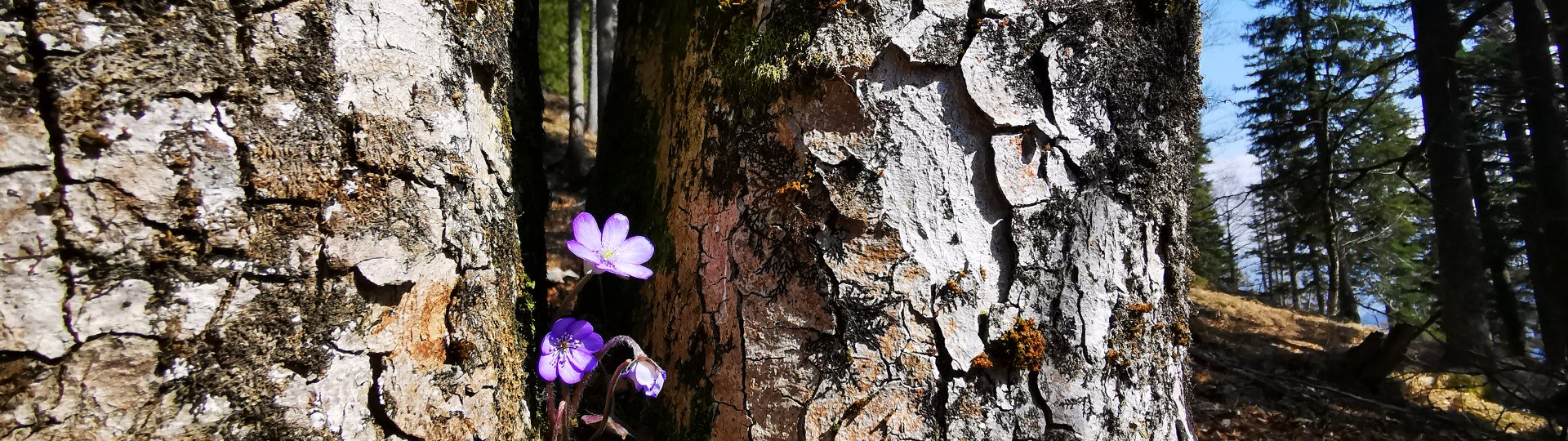 Fr&uuml;hling, &copy; Tom St&ouml;ger