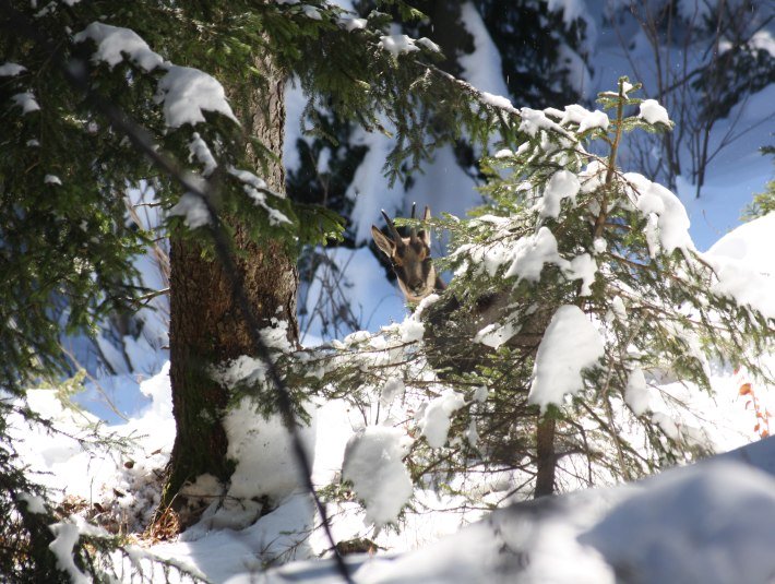 Gams im Winter, &copy; Demmel Hans