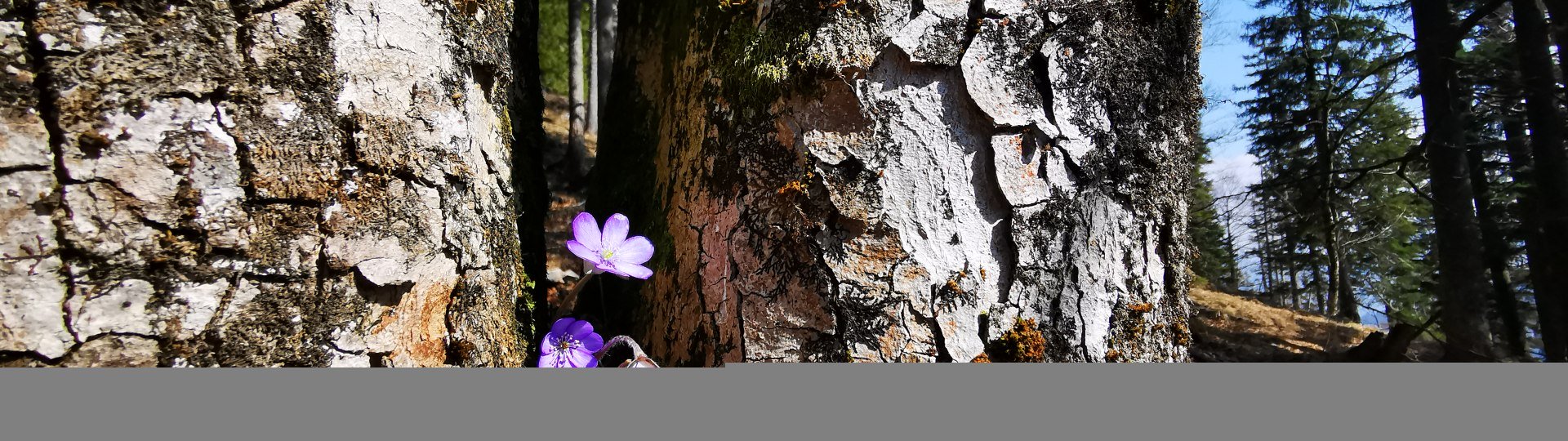 Frühling, © Tom Stöger