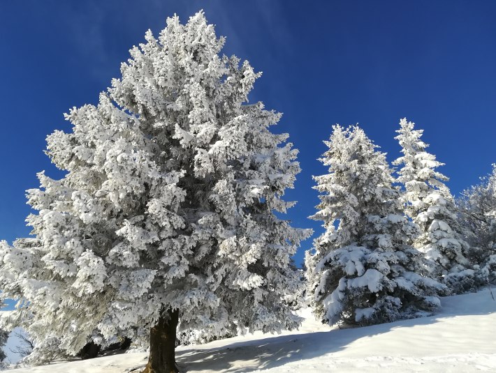 Wald im Winter, &copy; St&ouml;ger Tom