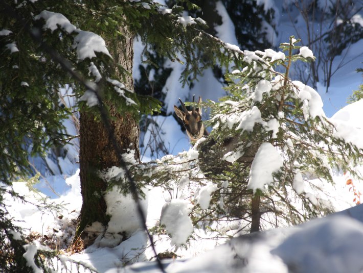 Gams im Winter, © Demmel Hans