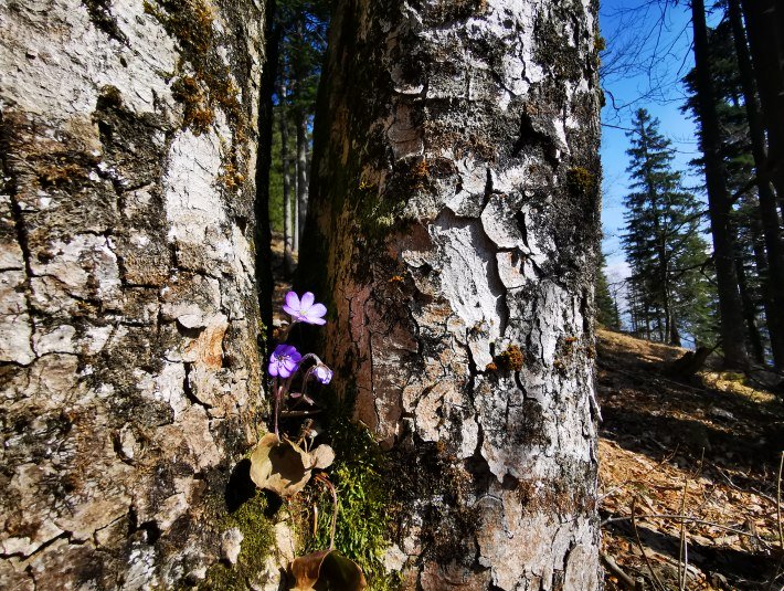 Fr&uuml;hling, &copy; Tom St&ouml;ger