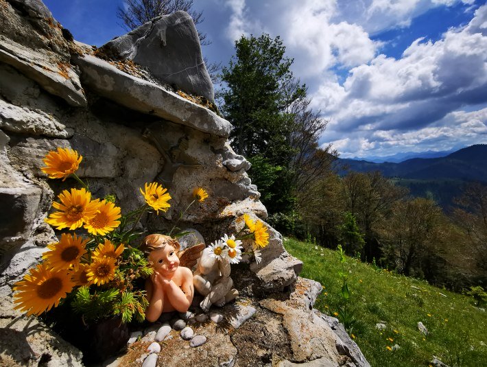 Bergblumen, © Tom Stöger