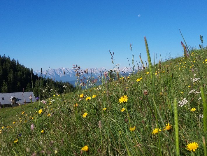 Jocheralm, © Gemeinde Jachenau