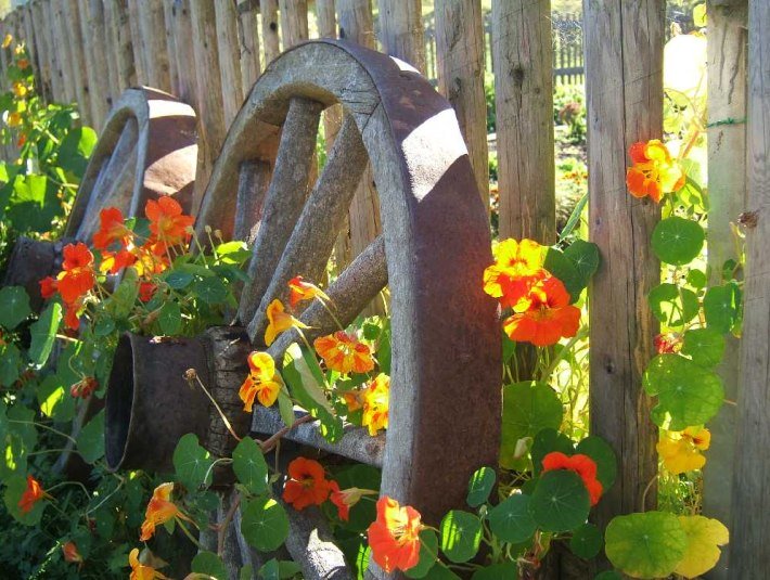 Kapuzinerkresse, &copy; Gemeinde Jachenau