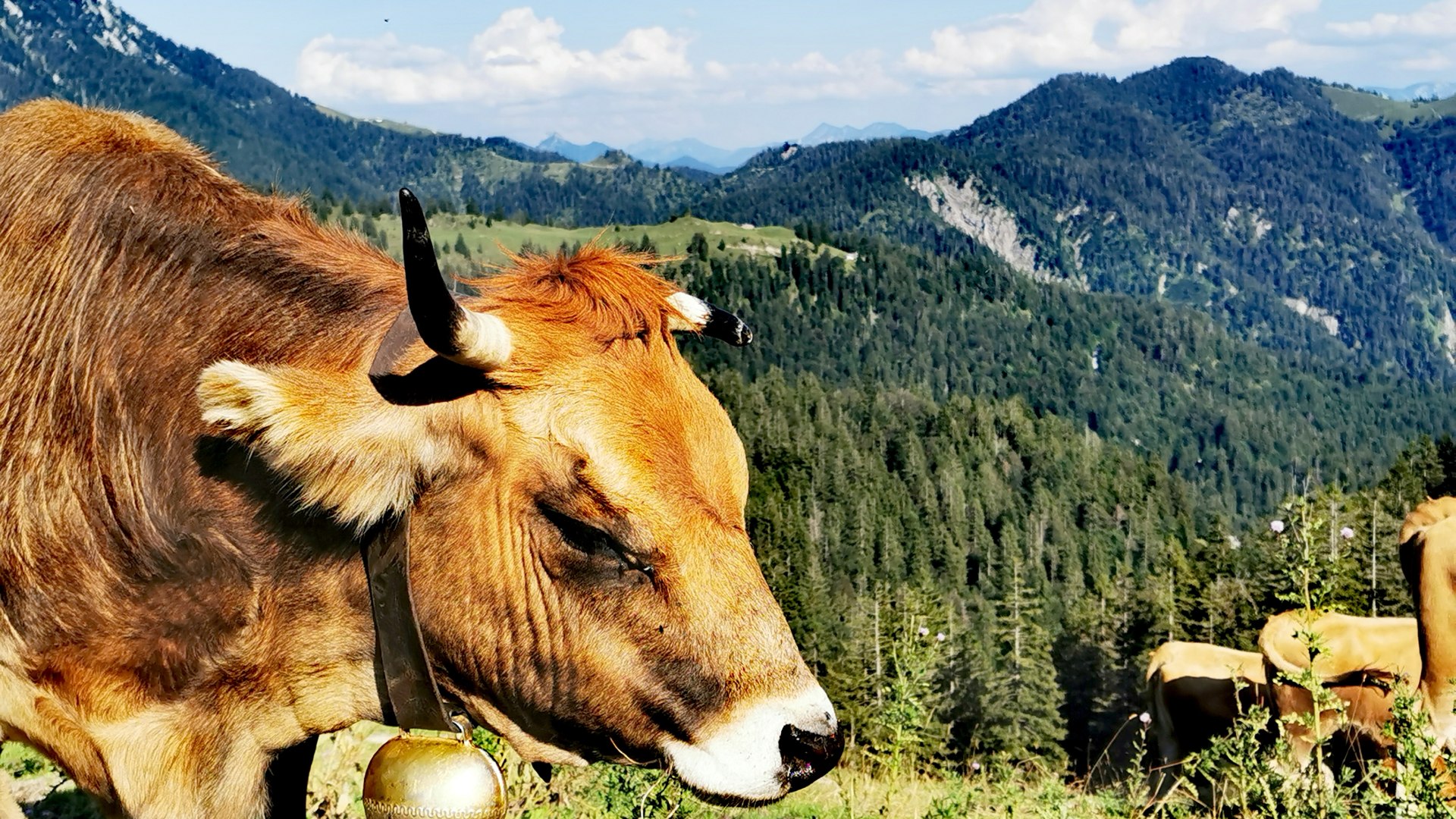 Kühe auf der Alm, © Tom Stöger